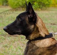 Malinois Halsband im klassischen Stil Extrahaltbarkeit ❊ Malinois Halsband im klassischen Stil Extrahaltbarkeit ❊