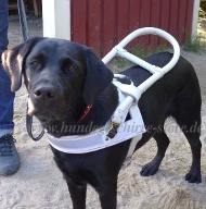 Labrador Blindenhund Geschirr | Leder Hundegeschirr Weiß