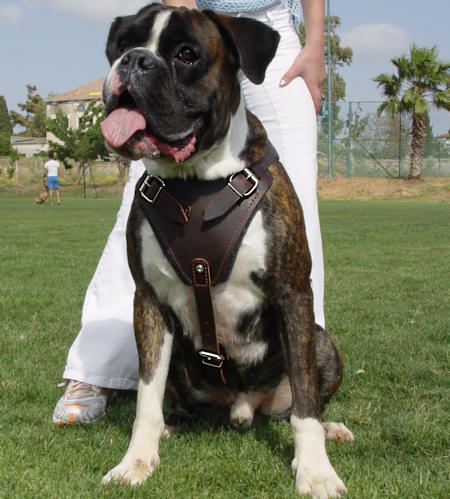 K9 Harness for German Boxer 