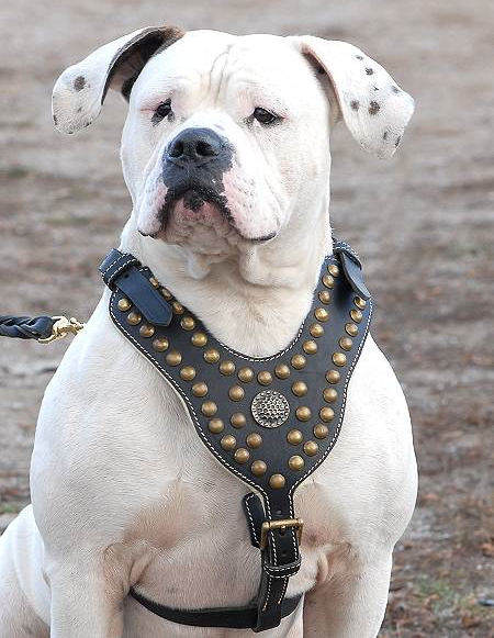 luxus
geschirr aus echtem Leder American Bulldog kaufen