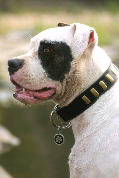 leder halsband für american bulldog kaufen