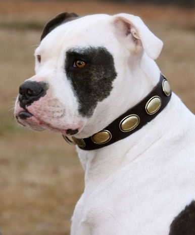 luxus
halsband aus echtem Leder American Bulldog kaufen