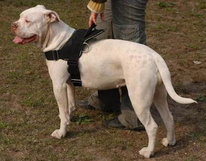 American Bulldog K9-Hundegeschirr aus Nylon H6