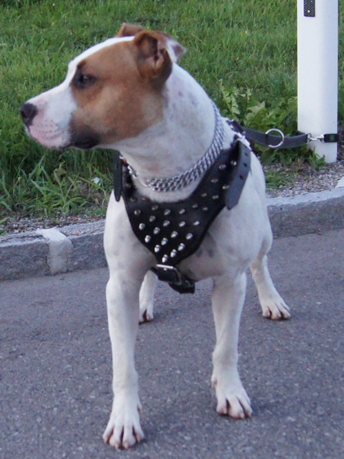 Leather dog harness with spikes for Amstaff