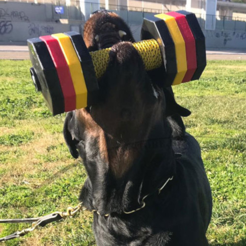 Apportierholz für großen Hund Rottweiler