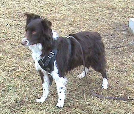 Leather dog harness