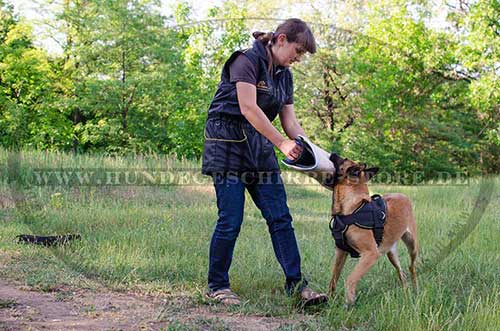 Spazieren ohne Leine mit Schäferhund mit Geschirr