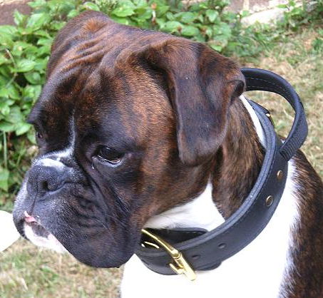 /images/large/Boxer-Hetz-Hundehalsband-mit-Griff_LRG.jpg