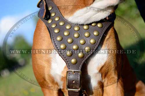 Leder Geschirr für Deutschen Boxer mit Nieten ◎◎◎