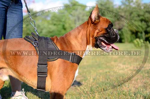 Nylon German Boxer Power training Harness