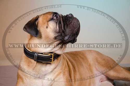 Leather Dog Collar for Bullmastiff with Brass Spikes