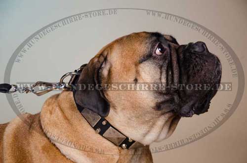 Leather Dog Collar for Bullmastiff with Plates & Pyramids 