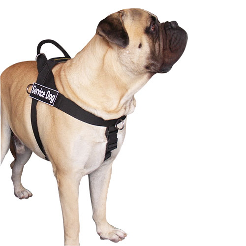 Neues Allwetter-Hundegeschirr aus Nylon K9, Bullmastiff