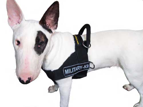 Bull Terrier nylon  harness DE