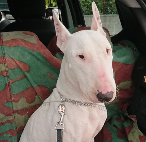 Bullterrier Kettenhalsband für kurzhaarige Hunde