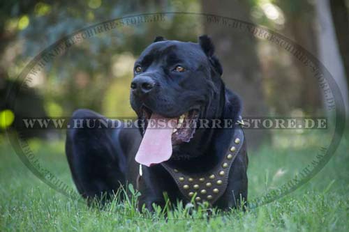 Cane Corso Studded Harness 