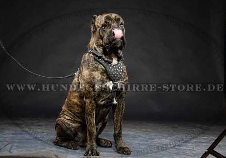 Designer Harness with Pyramids for Cane Corso