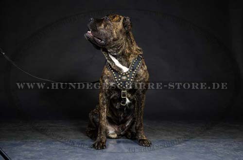 Leather Harness Exclusive for Cane Corso