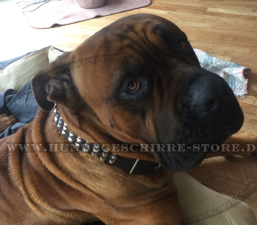 Cane Corso Halsband mit exklusiven Pyramiden-Nieten