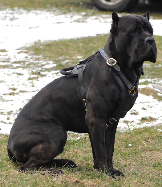 Hundegeschirr fur Cane Corso