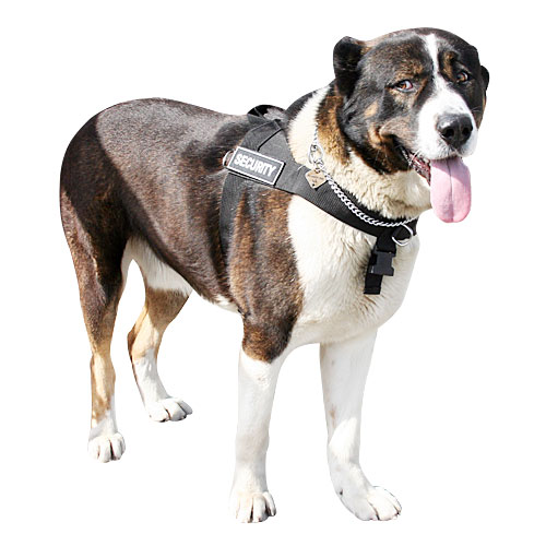 Caucasian Ovcharka dog nylon  harness DE