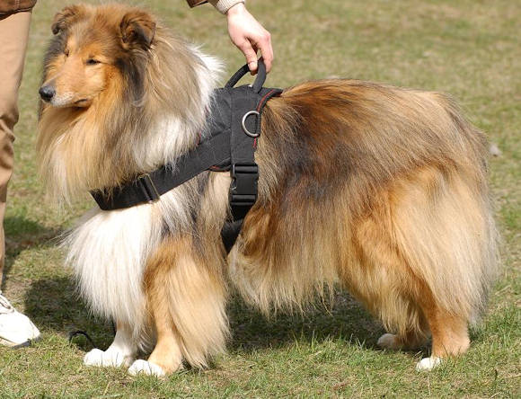 Collie Allwetter K9 Hundegeschirr aus Nylon
