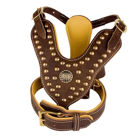 Royal set DE- padded studded harness plus padded dog collar