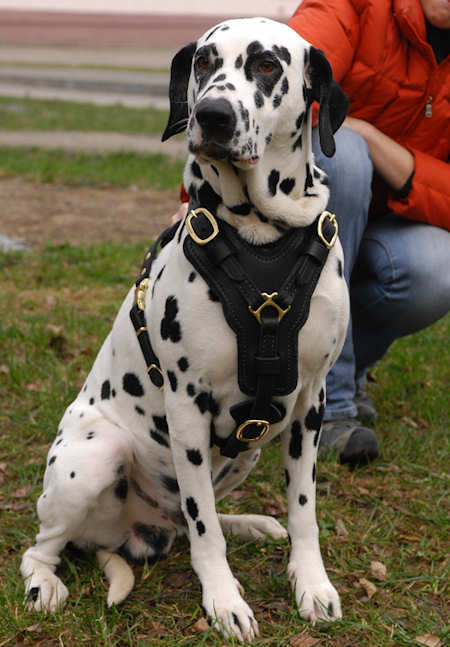Dalmatian Luxury Leather Dog Harness H10