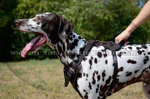 Dalmatian Harness K9, Leather Harness Padded