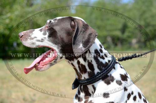 Leather Collar with Braiding for Dalmatian