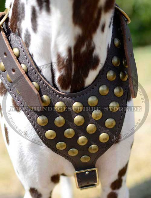 Dalmatian Dog Harness Leather 