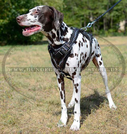 K9 Harness with Padding for Dalmatian