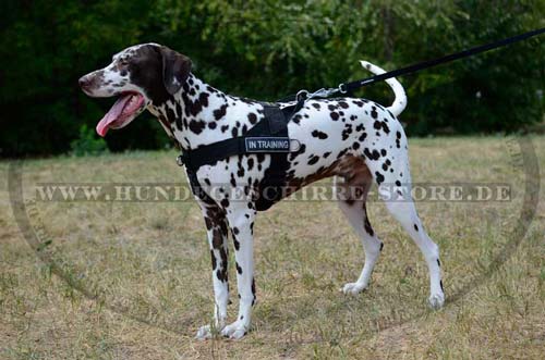 Dalmatian Power training Harness Nylon