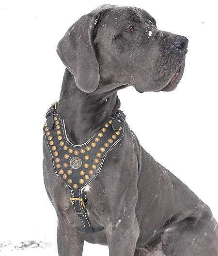 Great Dane Royal dog harness