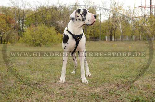 Spazieren ohne Leine mit Dogge mit Geschirr