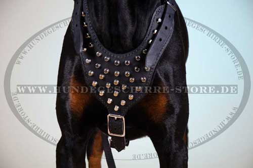 Walking Harness for Doberman 