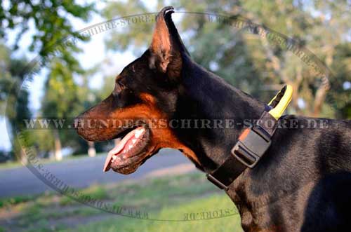 Halsband für Dobermann 