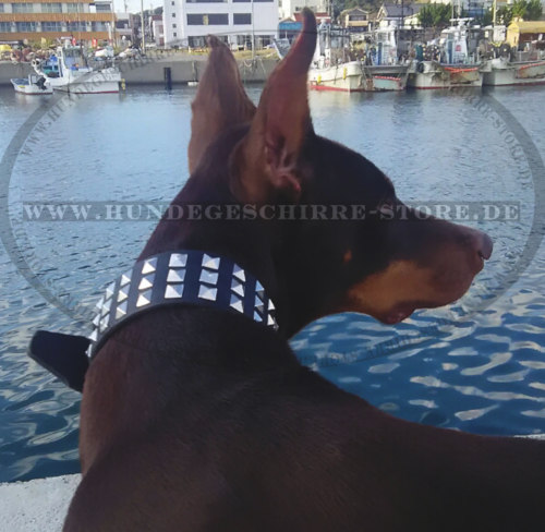 Dobermann Halsband mit Ziernieten