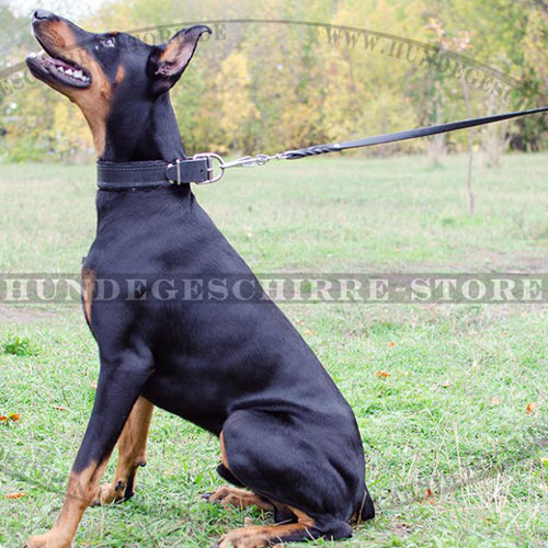 Hundehalsband für Dobie Gepolstert | Dobermann Halsband Leder