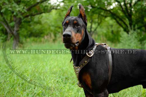 Studded Harness for Doberman