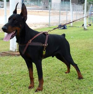 Doberman leather dog harness H5