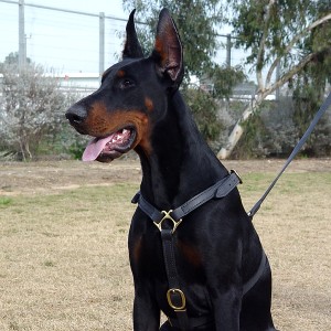 Leather dog harness  H7