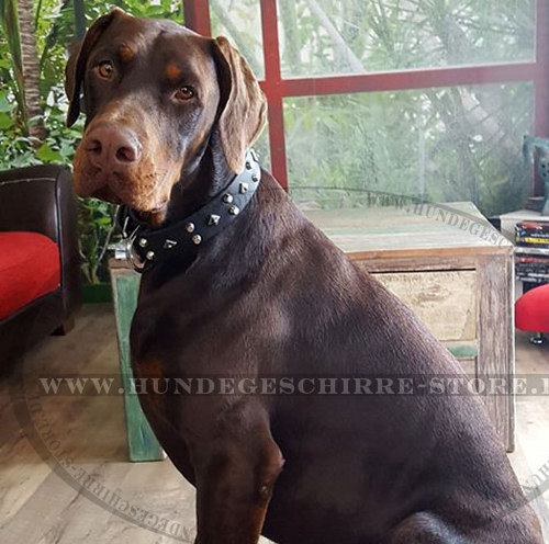 Dobermann Nieten Halsband aus Leder