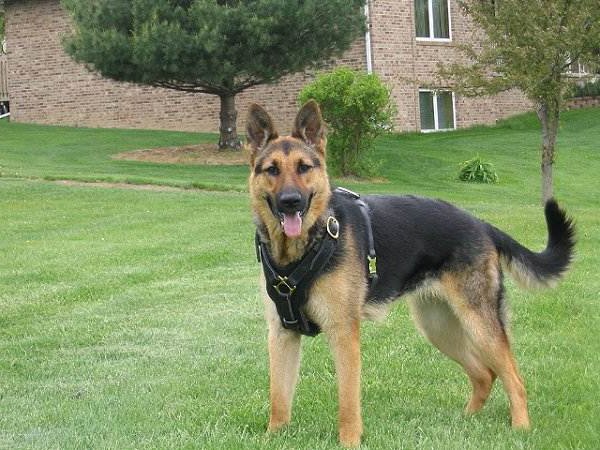 handmade leather dog harness for Shepherds