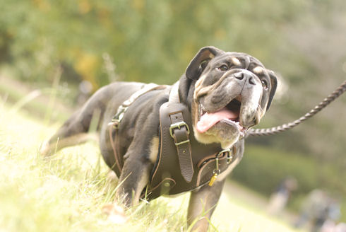 Braun H1 Hundegeschirr aus Leder Englische Bulldogge