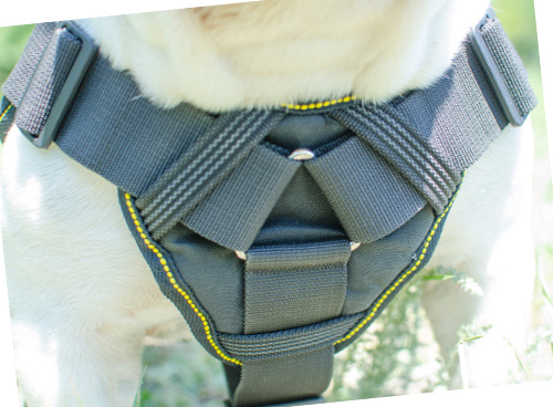 English Bulldog Dog Harness Nylon 