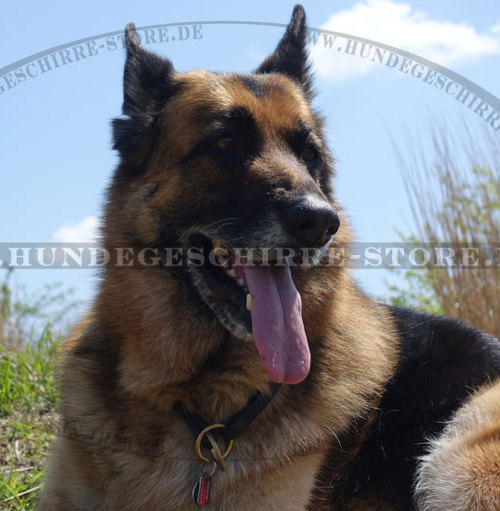 Erziehungshalsband für Deutschen Schäferhund