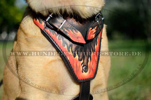 Exclusive Harness for Labrador