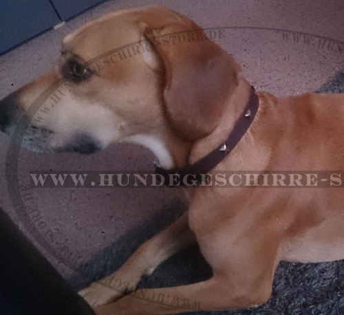 Feines Leder Halsband mit Luxus Nieten für Labrador