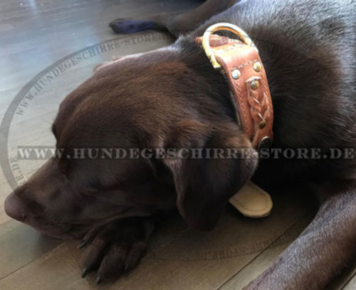 Geflochtenes Hundehalsband aus hellem Leder für Labrador Hund